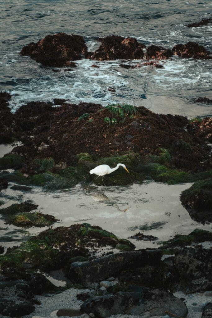 Coastal tide pools in Pacific Grove with ocean textures and wildlife, capturing the quiet beauty of California’s Monterey Peninsula coast.